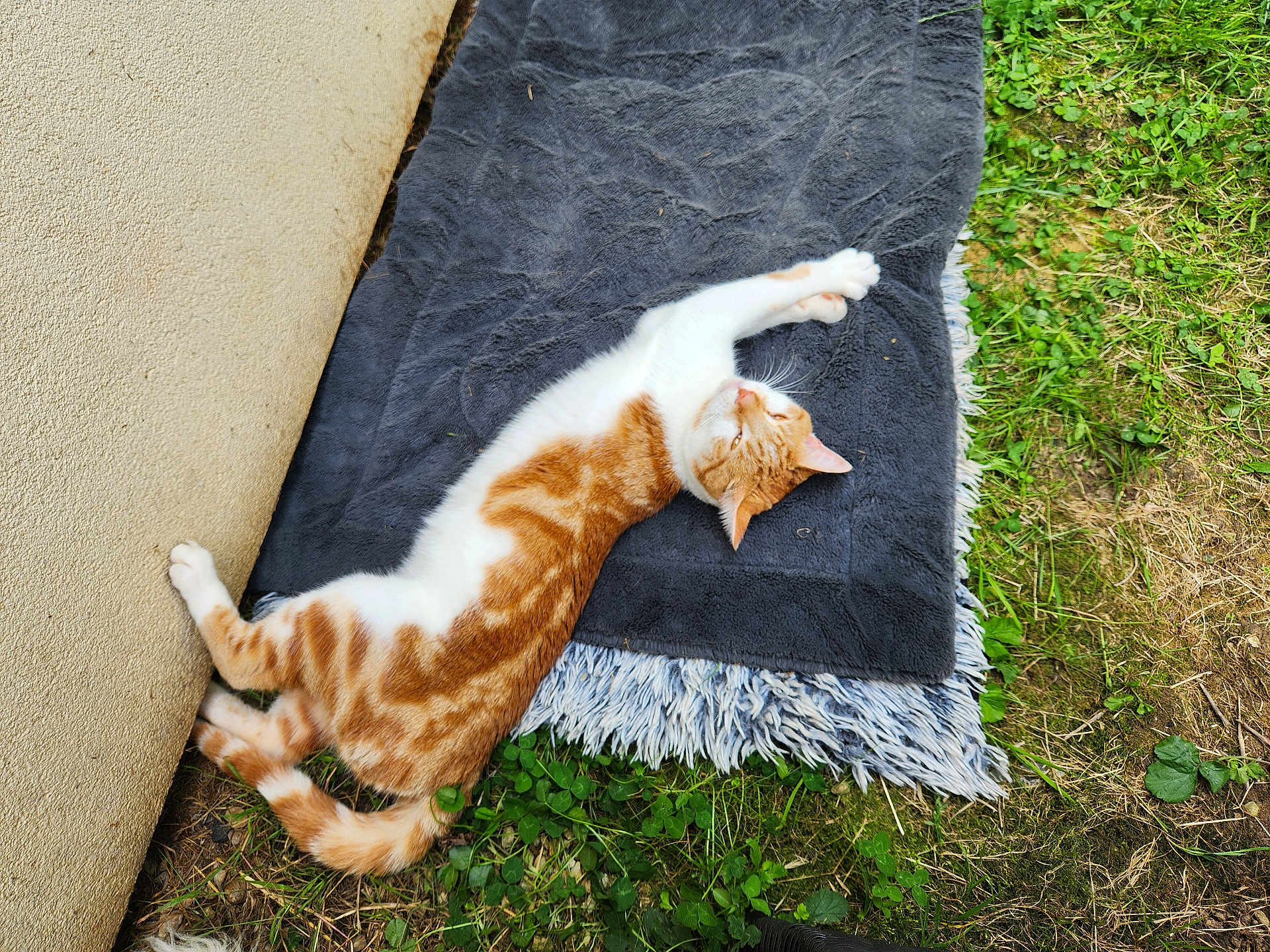 Koro participe au concours pour gagner de l'argent avec cette photo : cat, orange_cat, white_cat, stretching, blanket, gray_blanket, grass, outdoor, relaxed, pet, animal, fur, whiskers, ear, tail, nature, daylight, wall, resting, cozy