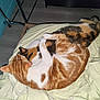 Koro a rejoint le concours — aidez-le/la à gagner de superbes lots ! cat, cats, two_cats, orange_cat, calico_cat, bed, blanket, indoor, feline, pets, sleeping, cozy, fur, animal, resting, comfort, cute, friendship, hug, home