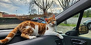 Koro participe au concours pour gagner de l'argent avec cette photo : cat, orange_cat, white_cat, dashboard, car_interior, window, side_mirror, parked_car, tree, cloudy_sky, animal, pet, fauna, relaxed, indoor, vehicle, nature, outdoor_view, calm, feline