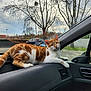 cat, orange_cat, white_cat, dashboard, car_interior, window, side_mirror, parked_car, tree, cloudy_sky, animal, pet, fauna, relaxed, indoor, vehicle, nature, outdoor_view, calm, feline