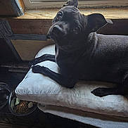 Baxter joined the competition — help win amazing prizes! dog, black_dog, pillow, window, indoor, wood_floor, food_bowl, water_bowl, pet, resting, curious, small_dog, animal, cozy, natural_light, looking_up, ears_up, domestic, companion, home