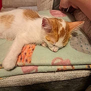 Tray is registered to the contest to win money with this photo: kitten, sleeping, blanket, orange_and_white, cat, fur, paw, couch, human_arm, resting, cozy, indoor, soft_texture, closeup, pet, nap, feline, relaxation, warm, comfort