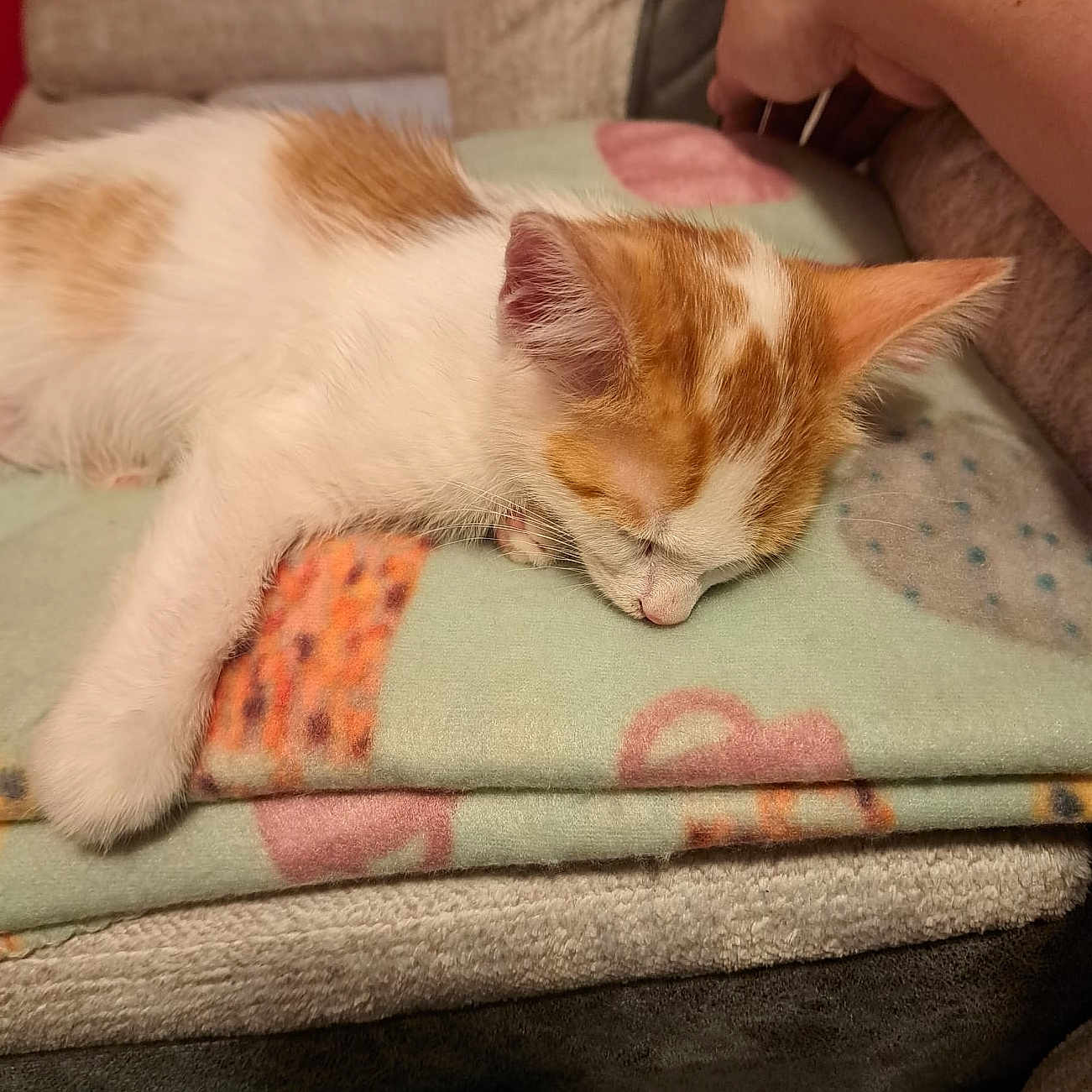 Tray is registered to the contest to win money with this photo: blanket, cat, closeup, comfort, couch, cozy, feline, fur, human_arm, indoor, kitten, nap, orange_and_white, paw, pet, relaxation, resting, sleeping, soft_texture, warm