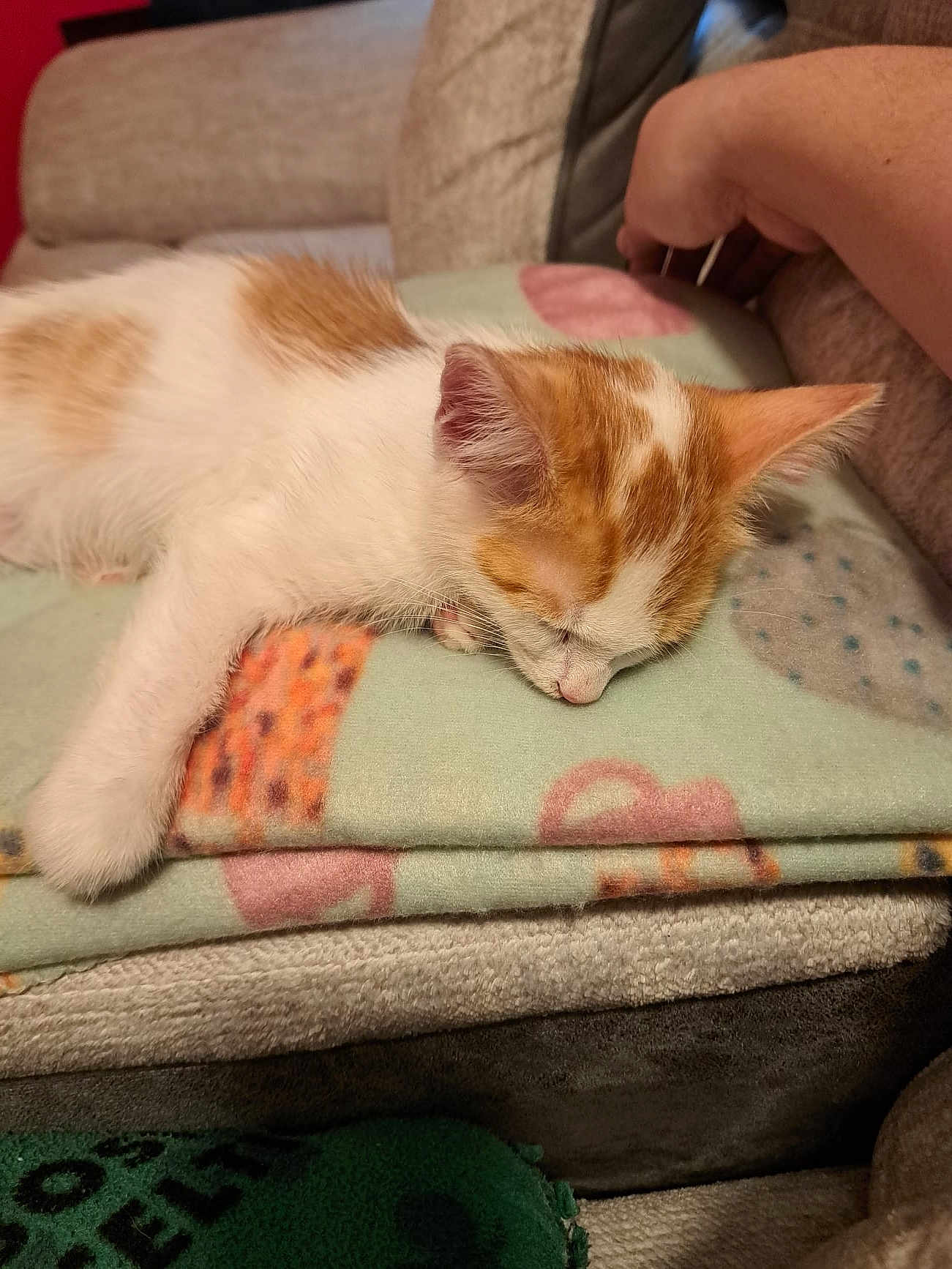 Tray is registered to the contest to win money with this photo: kitten, sleeping, blanket, orange_and_white, cat, fur, paw, couch, human_arm, resting, cozy, indoor, soft_texture, closeup, pet, nap, feline, relaxation, warm, comfort