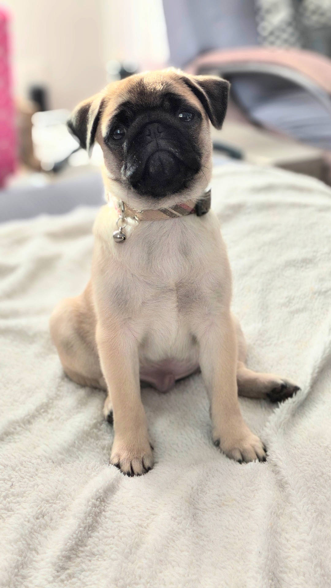 D U K E joined the competition — help win amazing prizes! animal, blanket, bulldog, canine, dog, frenchbulldog, hound, pet, pug, puppy