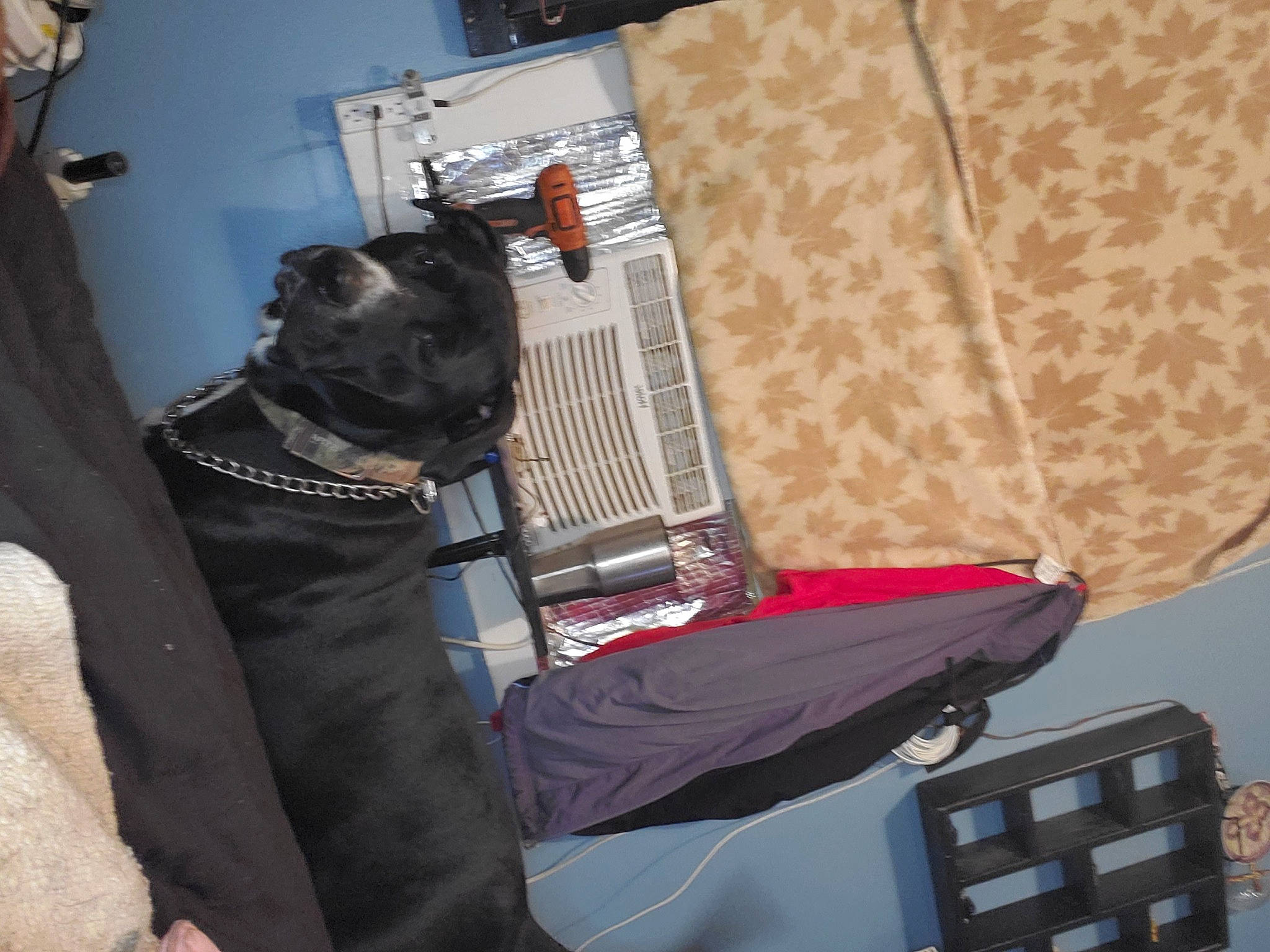 Duke joined the competition — help win amazing prizes! carnivore, collar, comfort, companion_dog, computer_keyboard, curtain, dog, dog_breed, dog_clothes, dog_collar, dog_supply, fawn, fur, leash, personal_protective_equipment, snout, sporting_group, tail, toy_dog, working_animal