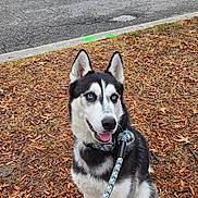 Maximus joined the competition — help win amazing prizes! animal, autumn_leaves, blue_eyes, canine, car, cone, dog, fall, grass, happy, leash, minivan, outdoor, parking_lot, people, pet, siberian_husky, sidewalk, tongue_out, tree