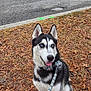 animal, autumn_leaves, blue_eyes, canine, car, cone, dog, fall, grass, happy, leash, minivan, outdoor, parking_lot, people, pet, siberian_husky, sidewalk, tongue_out, tree