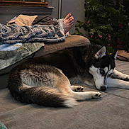 Maximus is registered to the contest to win money with this photo: dog, husky, couch, blanket, foot, window, blinds, wall, picture_frame, christmas_tree, indoor, living_room, furniture, cozy, pet, resting, animal, home, relaxation, floor
