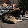 dog, husky, couch, blanket, foot, window, blinds, wall, picture_frame, christmas_tree, indoor, living_room, furniture, cozy, pet, resting, animal, home, relaxation, floor