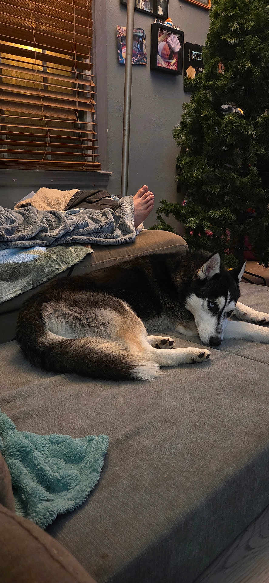Maximus is registered to the contest to win money with this photo: dog, husky, couch, blanket, foot, window, blinds, wall, picture_frame, christmas_tree, indoor, living_room, furniture, cozy, pet, resting, animal, home, relaxation, floor