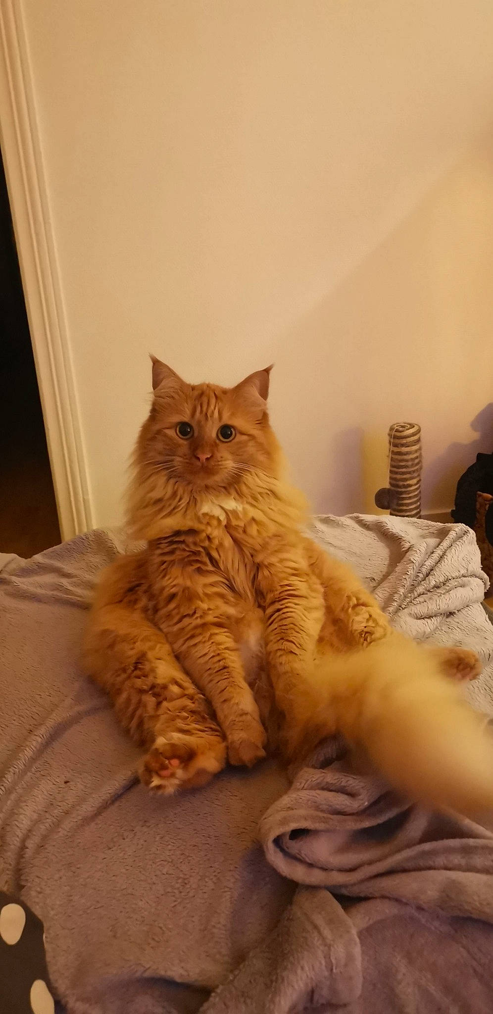 Carotte a rejoint le concours — aidez-le/la à gagner de superbes lots ! bed, carnivore, cat, claw, comfort, domestic_short_haired_cat, fawn, felidae, flooring, fur, hardwood, human_leg, leg, paw, small_to_medium_sized_cats, snout, tail, whiskers, window, wood