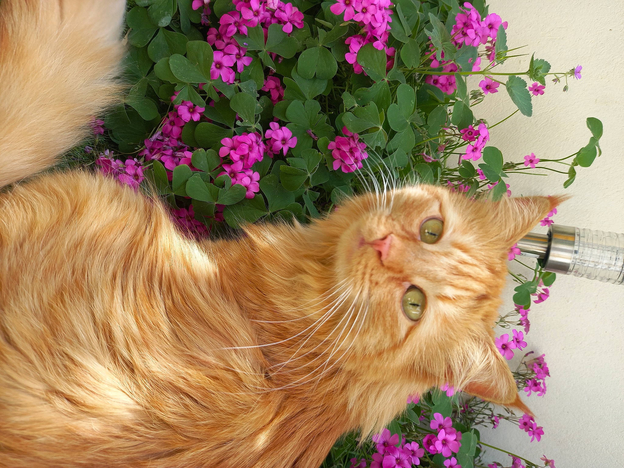 Carotte participe au concours pour gagner de l'argent avec cette photo : annual_plant, carnivore, cat, christmas_decoration, fashion_accessory, fawn, felidae, flower, flower_arranging, flowering_plant, fur, grass, liver, magenta, petal, pink, plant, small_to_medium_sized_cats, snout, whiskers