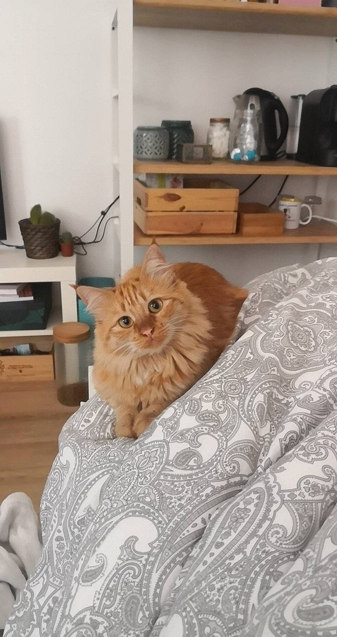 Carotte participe au concours pour gagner de l'argent avec cette photo : cabinetry, carnivore, cat, chair, chest_of_drawers, comfort, drawer, dresser, fawn, felidae, floor, flooring, furniture, grey, hardwood, interior_design, small_to_medium_sized_cats, table, wood, wood_stain