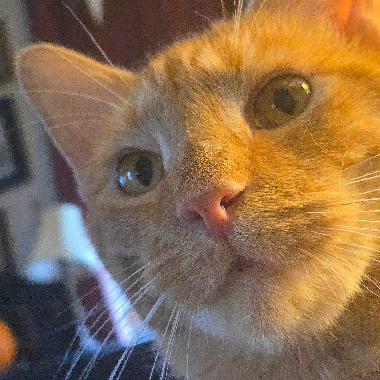 Milo