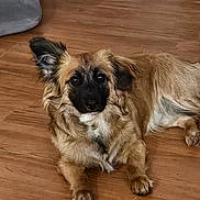 Zoe is registered to the contest to win money with this photo: dog, pet, wooden_floor, brown_fur, long_hair, paws, ears, eyes, muzzle, nose, whiskers, lying_down, relaxed, indoor, floor, cushion, head_tilt, looking_at_camera, portrait, canine
