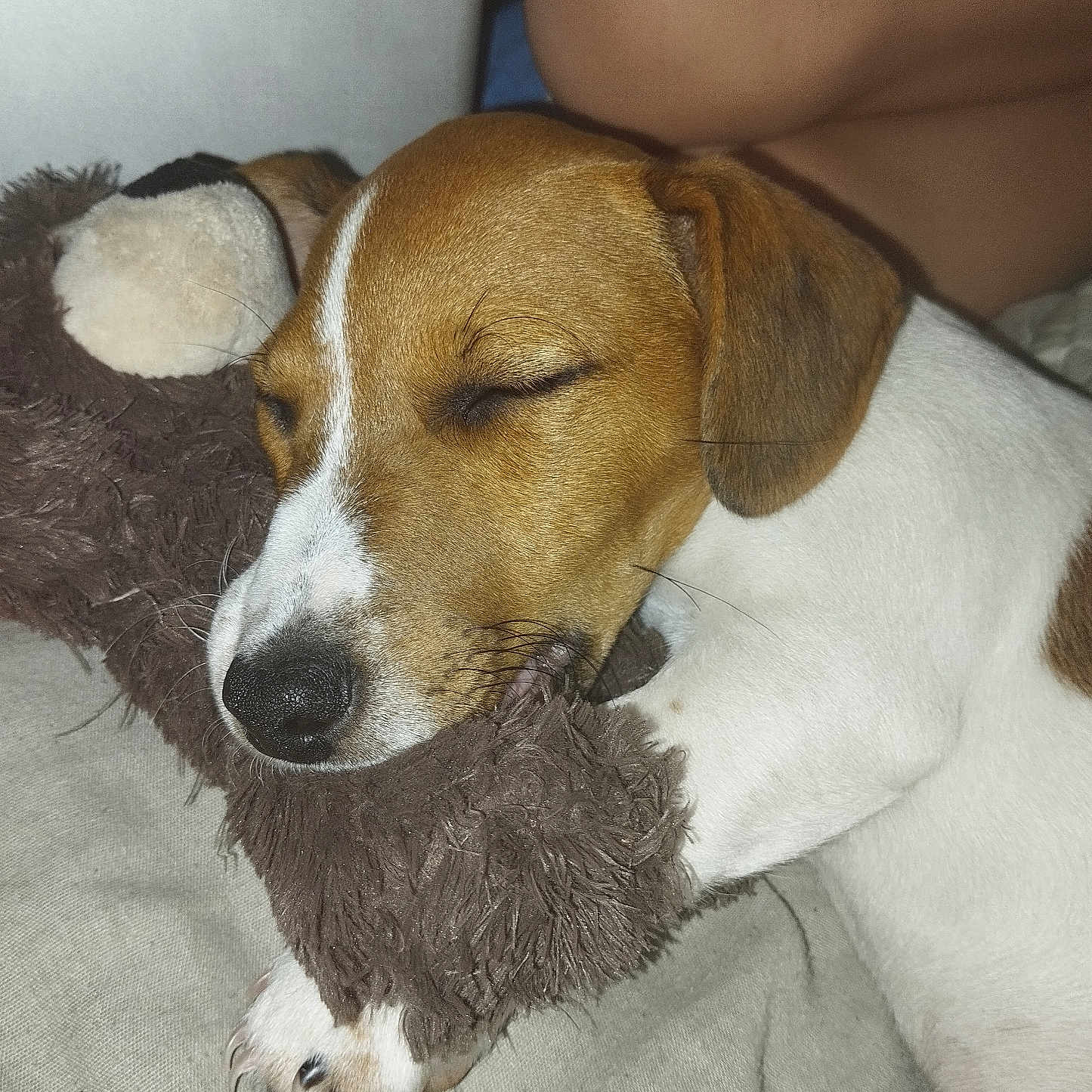 Spike a rejoint le concours — aidez-le/la à gagner de superbes lots ! dog, puppy, sleeping, sleepy, brown_and_white, short_hair, floppy_ears, closed_eyes, black_nose, white_stripe, pet, plush_toy, stuffed_animal, cuddling, indoor, bed, blanket, cozy, portrait, nap