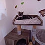 kitten, cat, cat_tree, pet, indoor, furniture, wall_stickers, monkey_sticker, turtle_sticker, leaf_sticker, cozy, plush, resting, black_and_white, small, cute, animal, corner, home, cute_pet