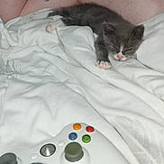 Spyrou participe au concours pour gagner de l'argent avec cette photo : kitten, sleeping, gray, white, blanket, controller, gaming, bed, cozy, resting, paw, pink_nose, indoor, pet, animal, cute, small, fur, relaxing, soft