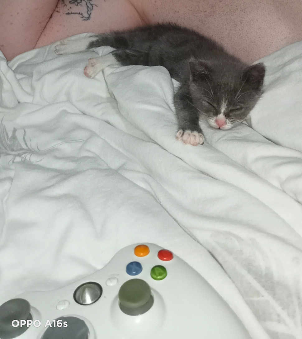 Spyrou participe au concours pour gagner de l'argent avec cette photo : kitten, sleeping, gray, white, blanket, controller, gaming, bed, cozy, resting, paw, pink_nose, indoor, pet, animal, cute, small, fur, relaxing, soft