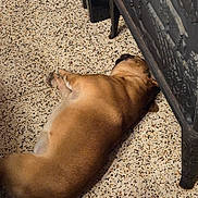 Jabba participe au concours pour gagner de l'argent avec cette photo : animal, brown_coat, brown_dog, calm, carved_furniture, cozy, dog, domestic, floor, furniture, home, indoor, lying_down, pet, quiet, relaxing, resting, sleeping, tile_floor, wooden_furniture