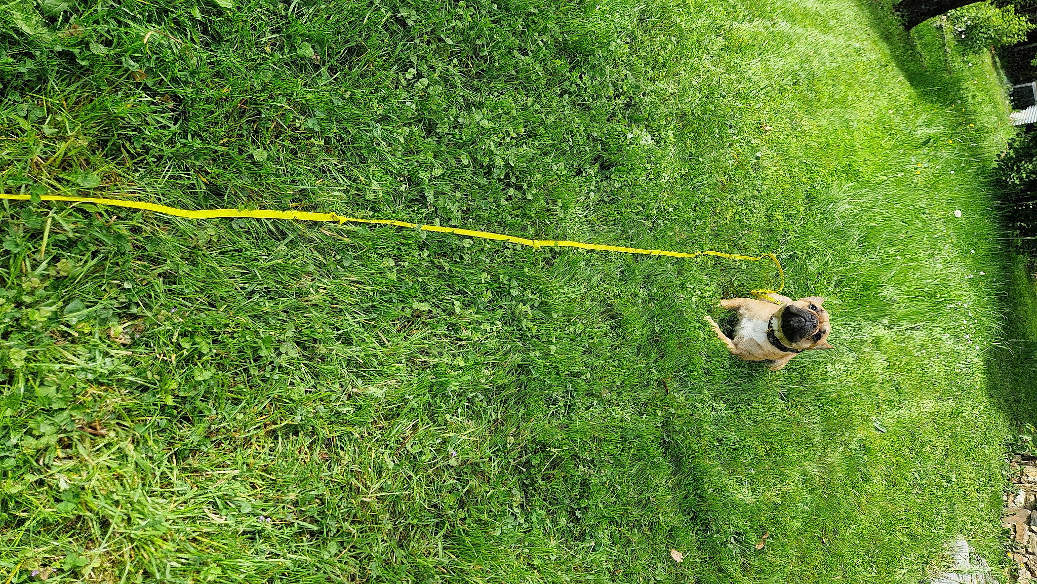 Jabba a rejoint le concours — aidez-le/la à gagner de superbes lots ! ball, field, grass, grass_family, grassland, grazing, groundcover, landscape, lawn, natural_landscape, pasture, plant, prairie, recreation, shrub, slope, soil, sports_equipment, terrestrial_animal, wildlife