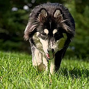 Rocket is registered to the contest to win money with this photo: dog, canine, outdoor, grass, nature, pet, animal, sunlight, forest, muzzle, fur, walking, tongue, daylight, greenery, portrait, happy, friendly, scenic, summer