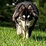 dog, canine, outdoor, grass, nature, pet, animal, sunlight, forest, muzzle, fur, walking, tongue, daylight, greenery, portrait, happy, friendly, scenic, summer