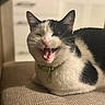 cat, black_and_white, pet, feline, indoor, collar, animal, mouth_open, teeth, fur, whiskers, ears, resting, closeup, cute, domestic, mammal, sitting, funny_expression, soft_light