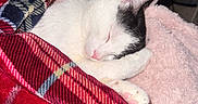 Mingu joined the competition — help win amazing prizes! cat, sleeping, blanket, plaid, red, blue, white, black, pink, paw, cozy, indoor, resting, cute, fur, pet, animal, soft, comfort, nap