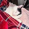 cat, sleeping, blanket, plaid, red, blue, white, black, pink, paw, cozy, indoor, resting, cute, fur, pet, animal, soft, comfort, nap