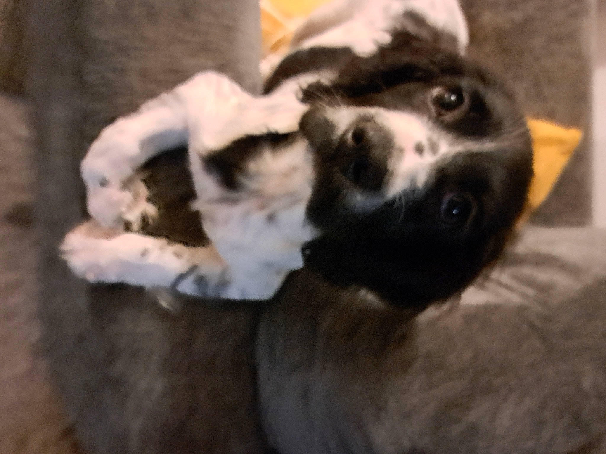 Willow joined the competition — help win amazing prizes! canidae, carnivore, companion_dog, dog, dog_breed, felidae, fur, guard_dog, herding_dog, non_sporting_group, paw, small_to_medium_sized_cats, snout, sporting_group, terrestrial_animal, texas_heeler, toy, whiskers, working_animal, working_dog