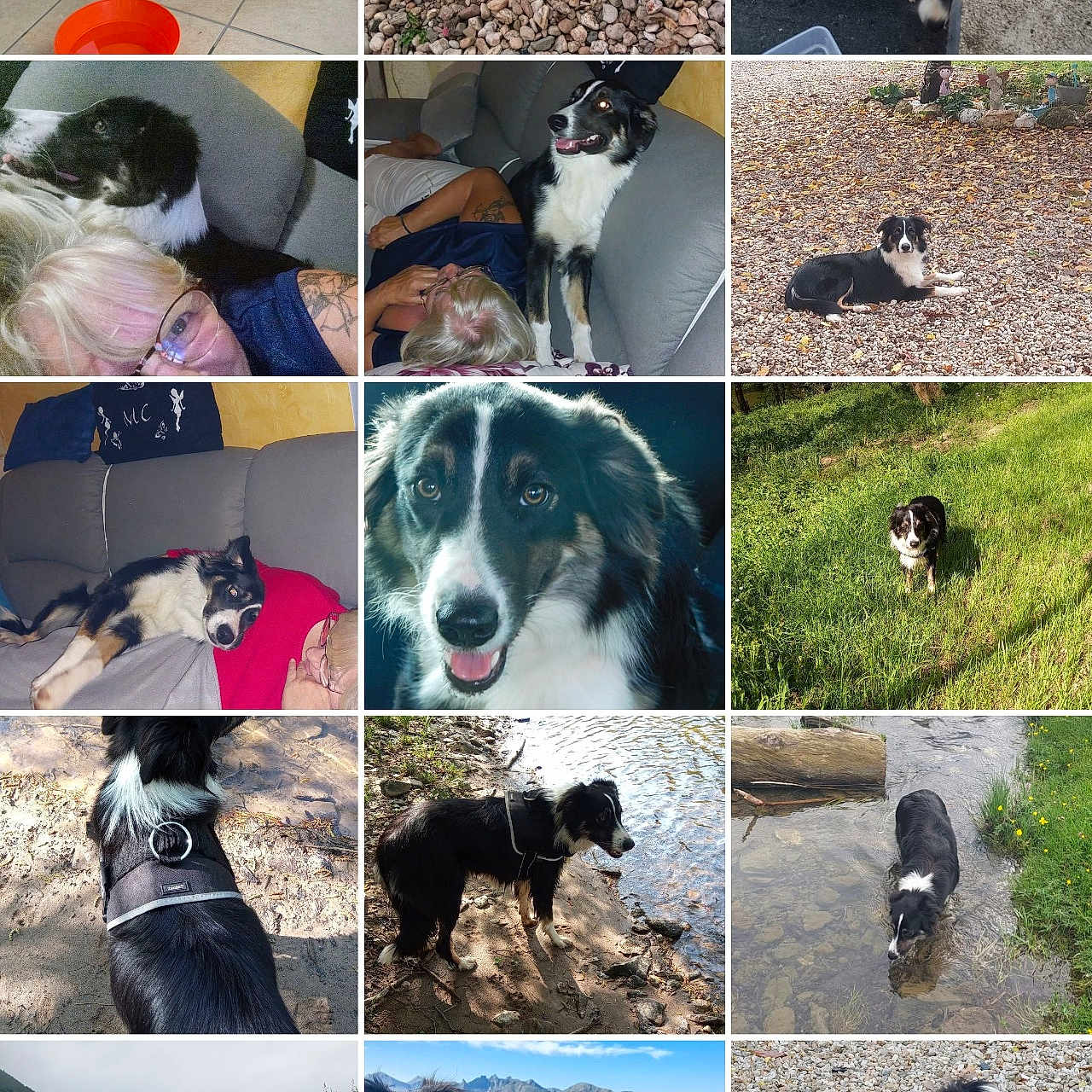 Tequila participe au concours pour gagner de l'argent avec cette photo : adventure, ball, black_and_white, border_collie, couch, dog, grass, harness, indoor, mountain, nature, outdoor, person, pet, playing, portrait, resting, rocks, smiling, water