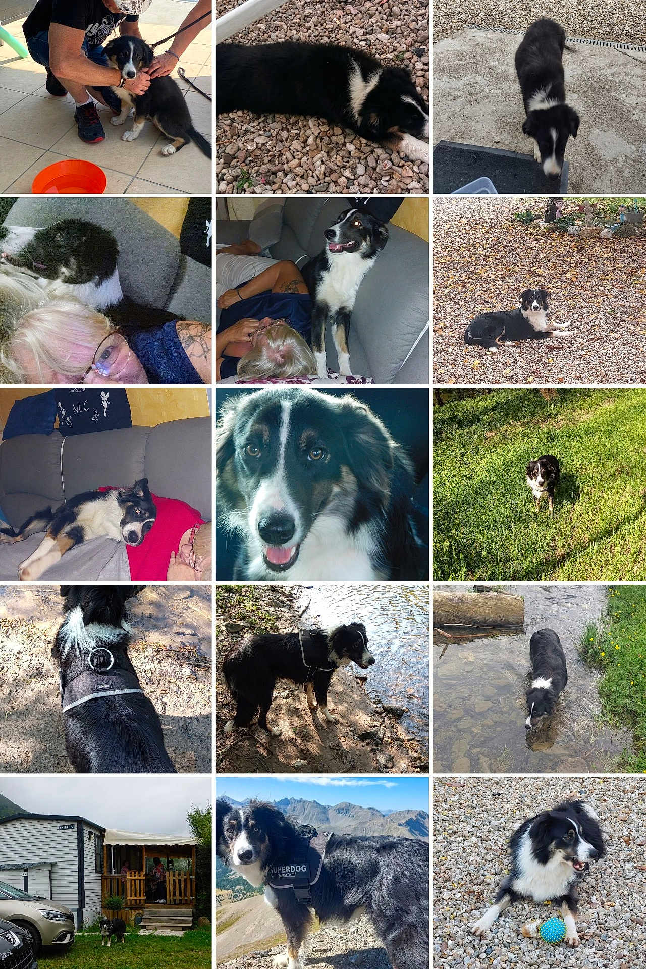 Tequila participe au concours pour gagner de l'argent avec cette photo : dog, border_collie, black_and_white, pet, outdoor, indoor, couch, person, grass, water, mountain, rocks, playing, resting, harness, ball, smiling, portrait, nature, adventure
