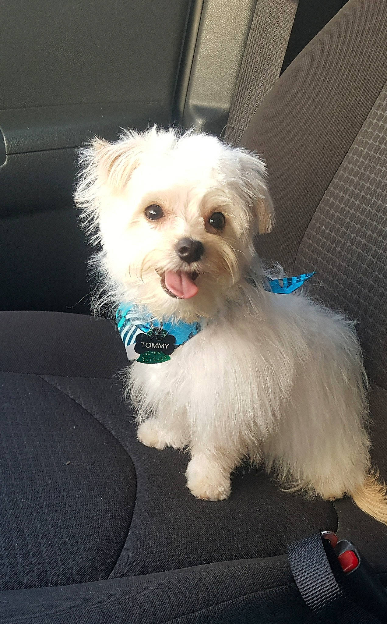 Tommy is registered to the contest to win money with this photo: bolonka, canidae, carnivore, chinese_imperial_dog, companion_dog, coton_de_tulear, dog, dog_breed, havanese, kyi_leo, mal_shi, maltepoo, maltese, mammal, morkie, puppy, schnoodle, shih_tzu, toy_dog, vertebrate