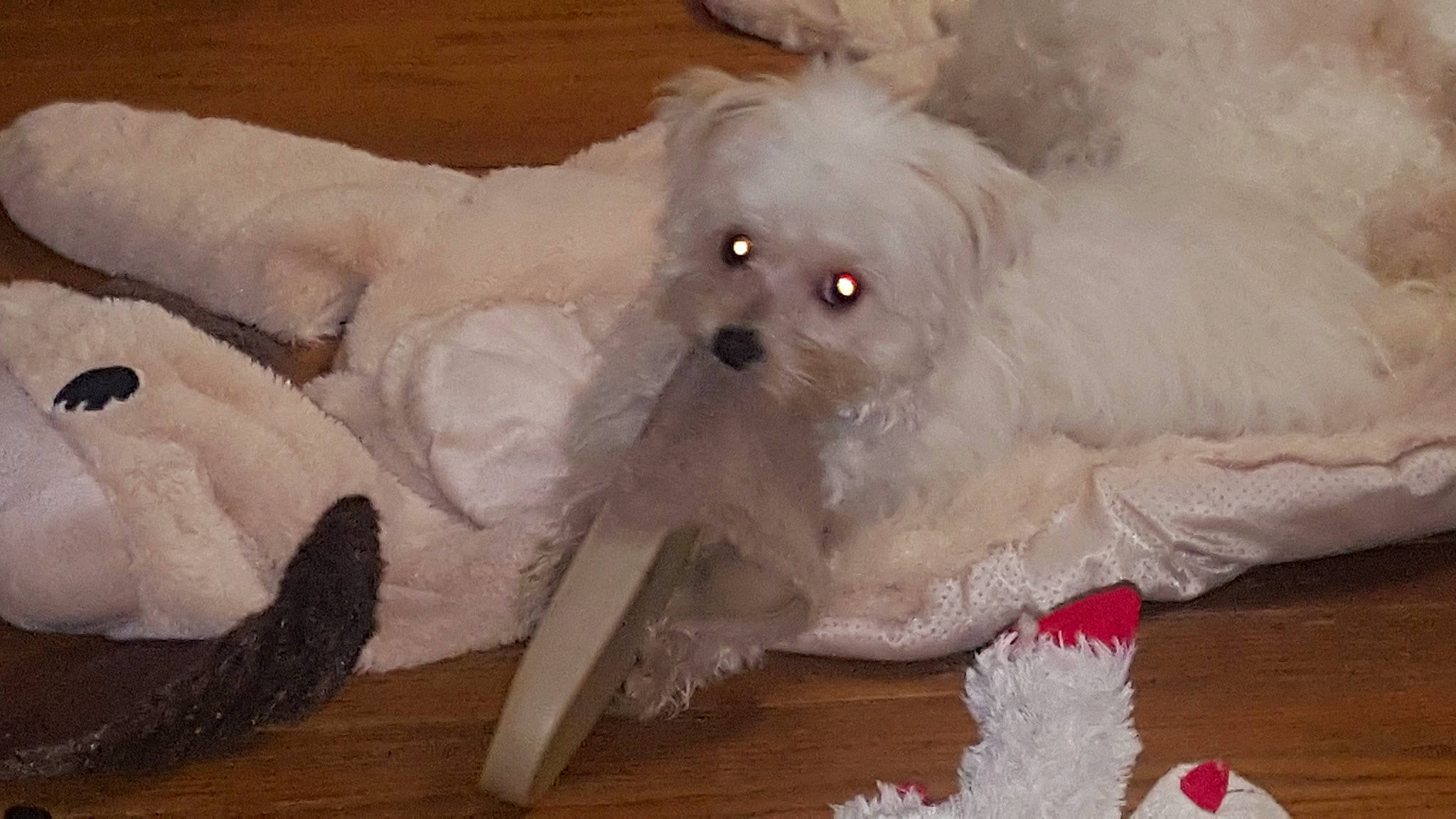 Tommy joined the competition — help win amazing prizes! bichon, bolognese, bolonka, canidae, carnivore, chinese_imperial_dog, companion_dog, coton_de_tulear, dog, dog_breed, eye, maltepoo, maltese, mammal, pekapoo, puppy, schnoodle, shih_tzu, snout, vertebrate