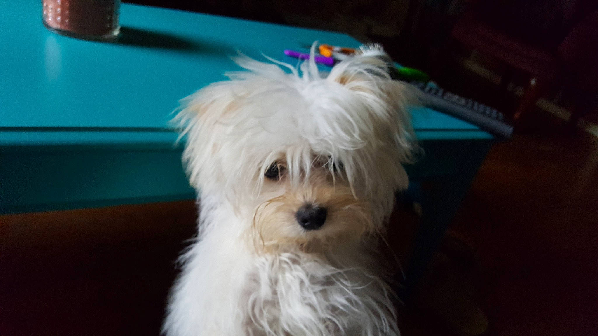 Tommy is registered to the contest to win money with this photo: bichon, bolognese, bolonka, canidae, carnivore, companion_dog, coton_de_tulear, dog, dog_breed, havanese, kyi_leo, lowchen, maltepoo, maltese, mammal, morkie, puppy, terrier, toy_dog, vertebrate