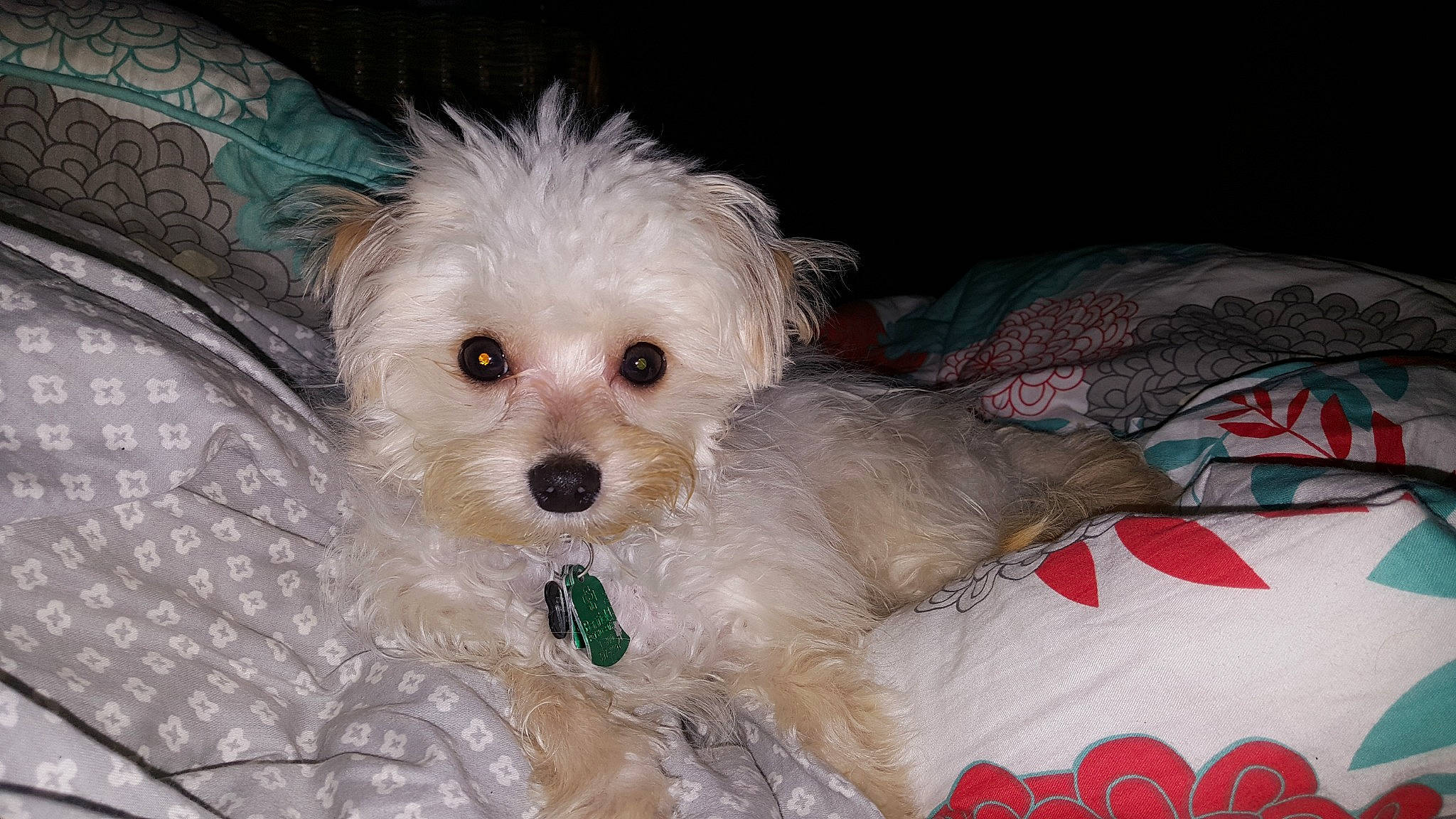 Tommy is registered to the contest to win money with this photo: bichon, bolognese, bolonka, canidae, carnivore, cavachon, cockapoo, companion_dog, dog, dog_breed, havanese, kyi_leo, maltepoo, maltese, mammal, morkie, puppy, schnoodle, toy_poodle, vertebrate