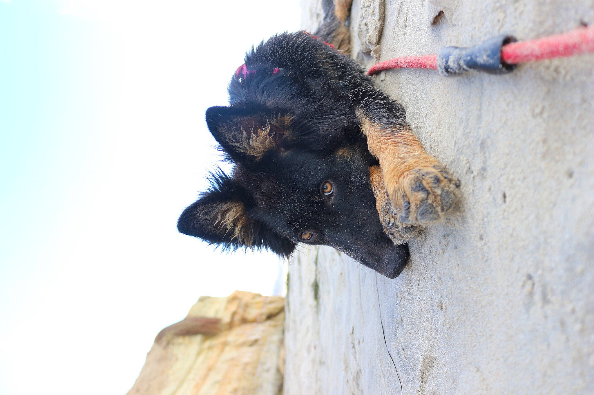 Beauty is registered to the contest to win money with this photo: canidae, carnivore, claw, dog, dog_breed, foot, fur, gesture, glove, paw, rope, sky, snout, sporting_group, tail, terrestrial_animal, wood, wool, working_animal