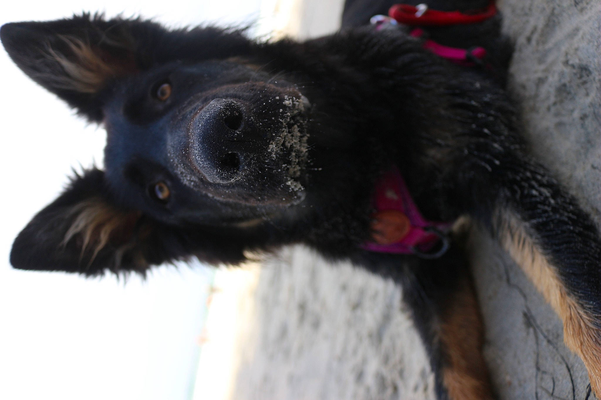 Beauty is registered to the contest to win money with this photo: borador, canidae, carnivore, claw, collar, companion_dog, dog, dog_breed, dog_collar, foot, fur, paw, puppy, snout, sporting_group, tail, whiskers, working_animal, working_dog