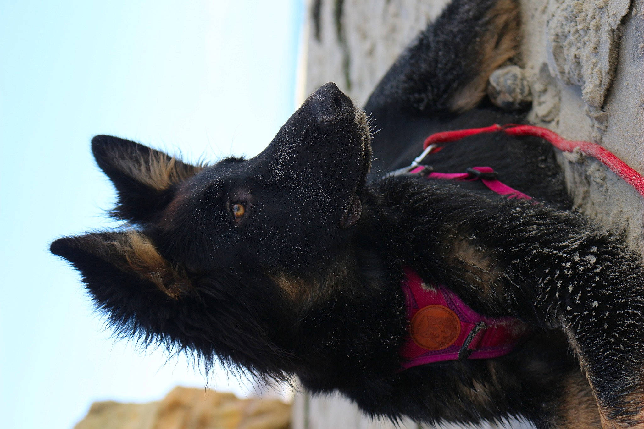 Beauty is registered to the contest to win money with this photo: arthropod, butterfly, canidae, carmine, carnivore, cat, dog_breed, domestic_short_haired_cat, felidae, fur, insect, moths_and_butterflies, pollinator, sky, small_to_medium_sized_cats, snout, sporting_group, tail, whiskers, window