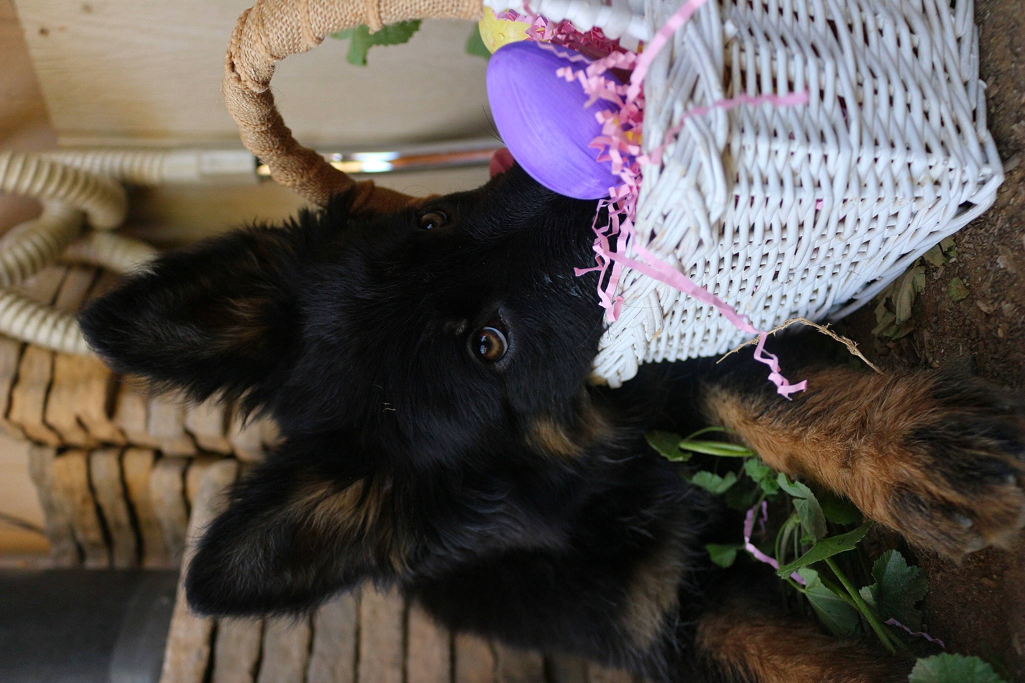 Beauty joined the competition — help win amazing prizes! black_cat, carnivore, claw, companion_dog, dog_breed, fashion_accessory, fawn, felidae, foot, fur, grass, mammal, small_to_medium_sized_cats, snout, sporting_group, tail, terrestrial_animal, whiskers, wool, working_animal