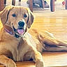 dog, golden_retriever, pet, animal, lying_down, happy, smiling, tongue_out, floppy_ears, brown_fur, golden_fur, collar, indoor, wooden_floor, sunlight, furniture, table, chair, red_ball, home
