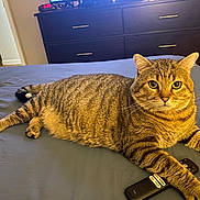 Mr A is registered to the contest to win money with this photo: animal, bed, cat, cozy, curious, digital_clock, domestic, drapery, dressing_table, eyes, fur, furniture, indoor, paw, pet, remote_control, resting, striped, tabby, whiskers