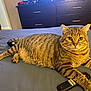 animal, bed, cat, cozy, curious, digital_clock, domestic, drapery, dressing_table, eyes, fur, furniture, indoor, paw, pet, remote_control, resting, striped, tabby, whiskers