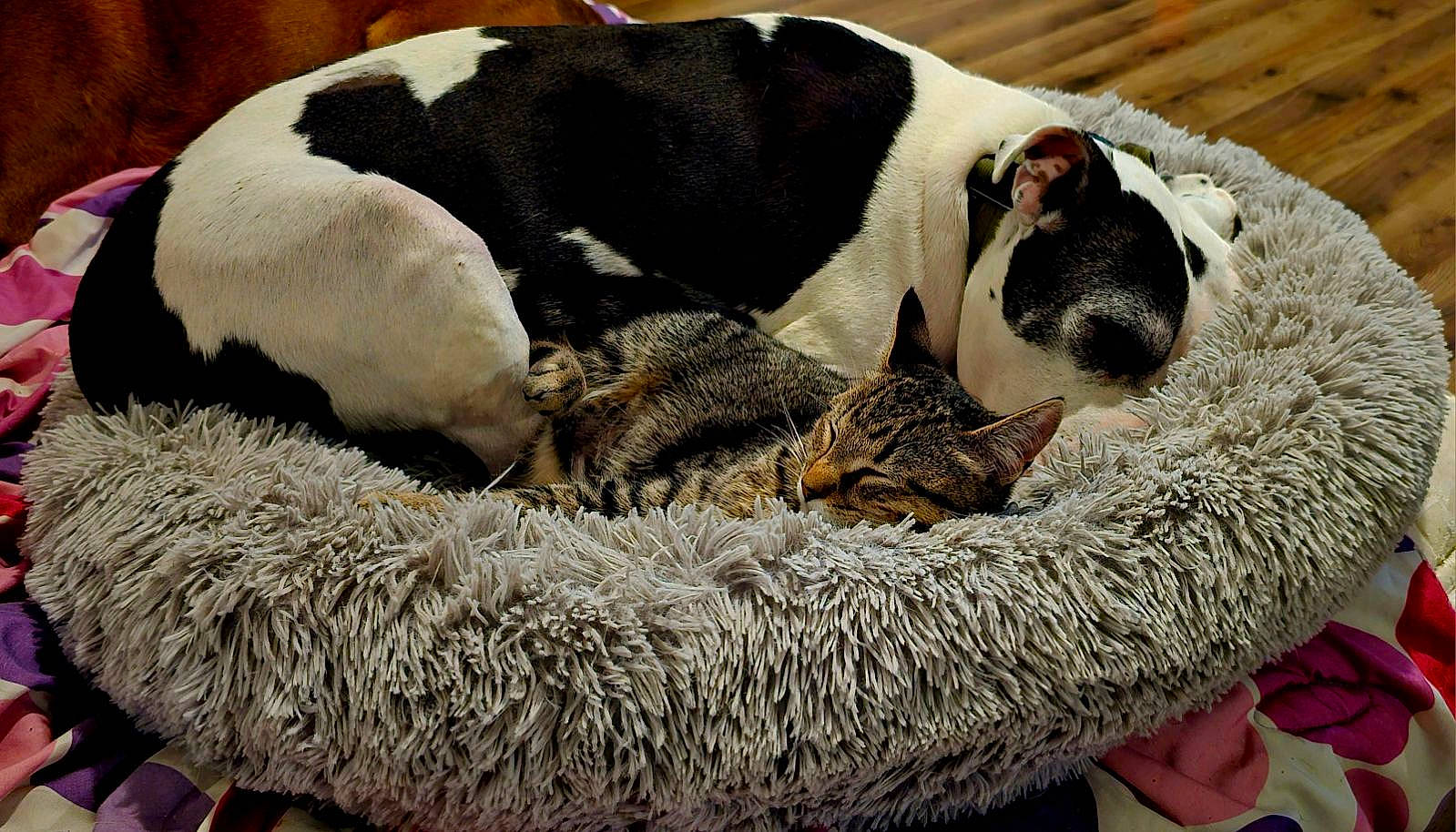 Mocha is registered to the contest to win money with this photo: canidae, carnivore, comfort, companion_dog, dog, dog_breed, domestic_short_haired_cat, fawn, felidae, fur, grass, linens, nap, snout, sporting_group, tail, terrestrial_animal, vertebrate, whiskers, working_animal