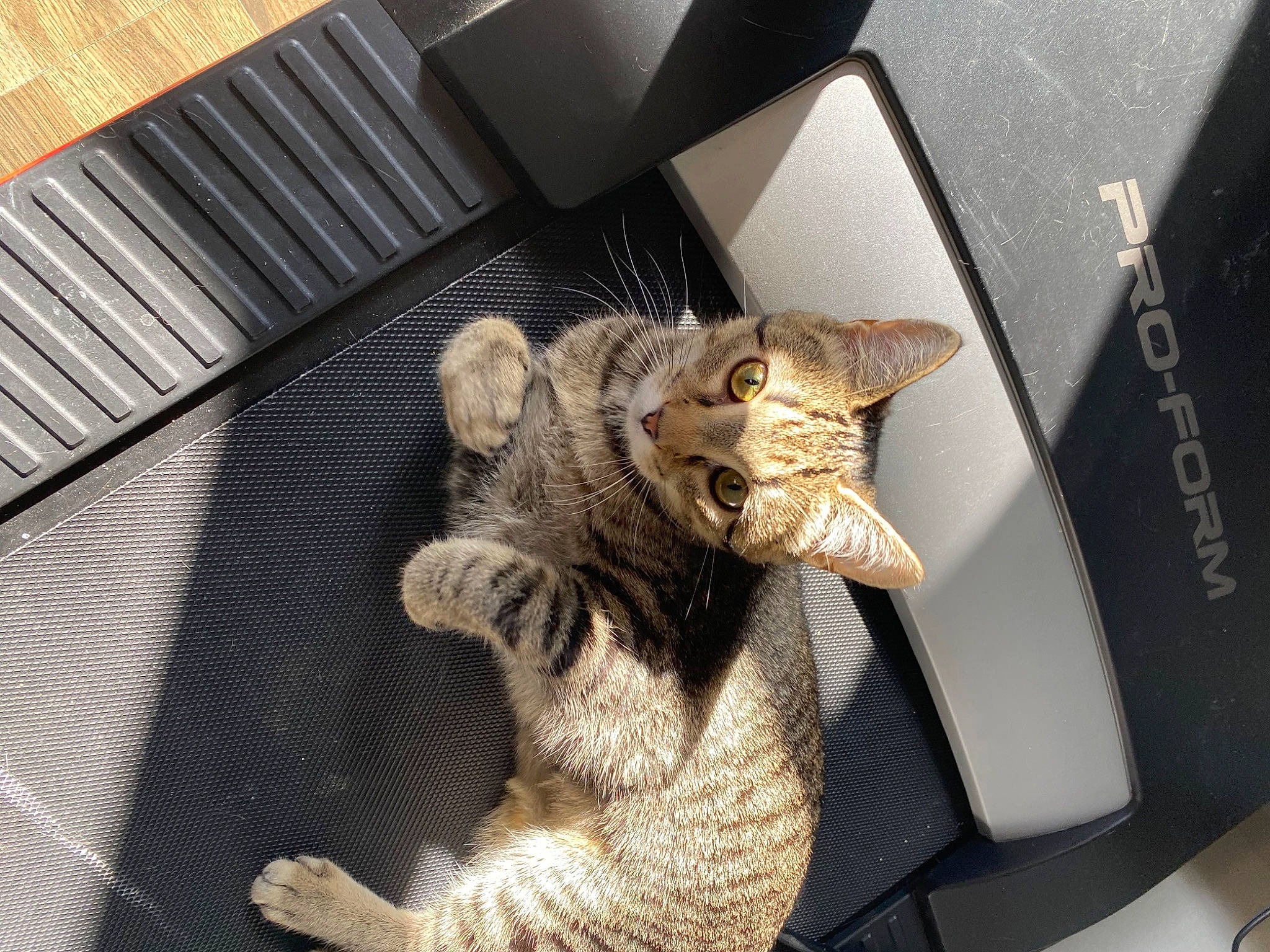 Mocha joined the competition — help win amazing prizes! audio_equipment, carnivore, cat, claw, comfort, couch, domestic_short_haired_cat, fawn, felidae, fur, grey, metal, paw, small_to_medium_sized_cats, snout, tail, thread, whiskers, wood