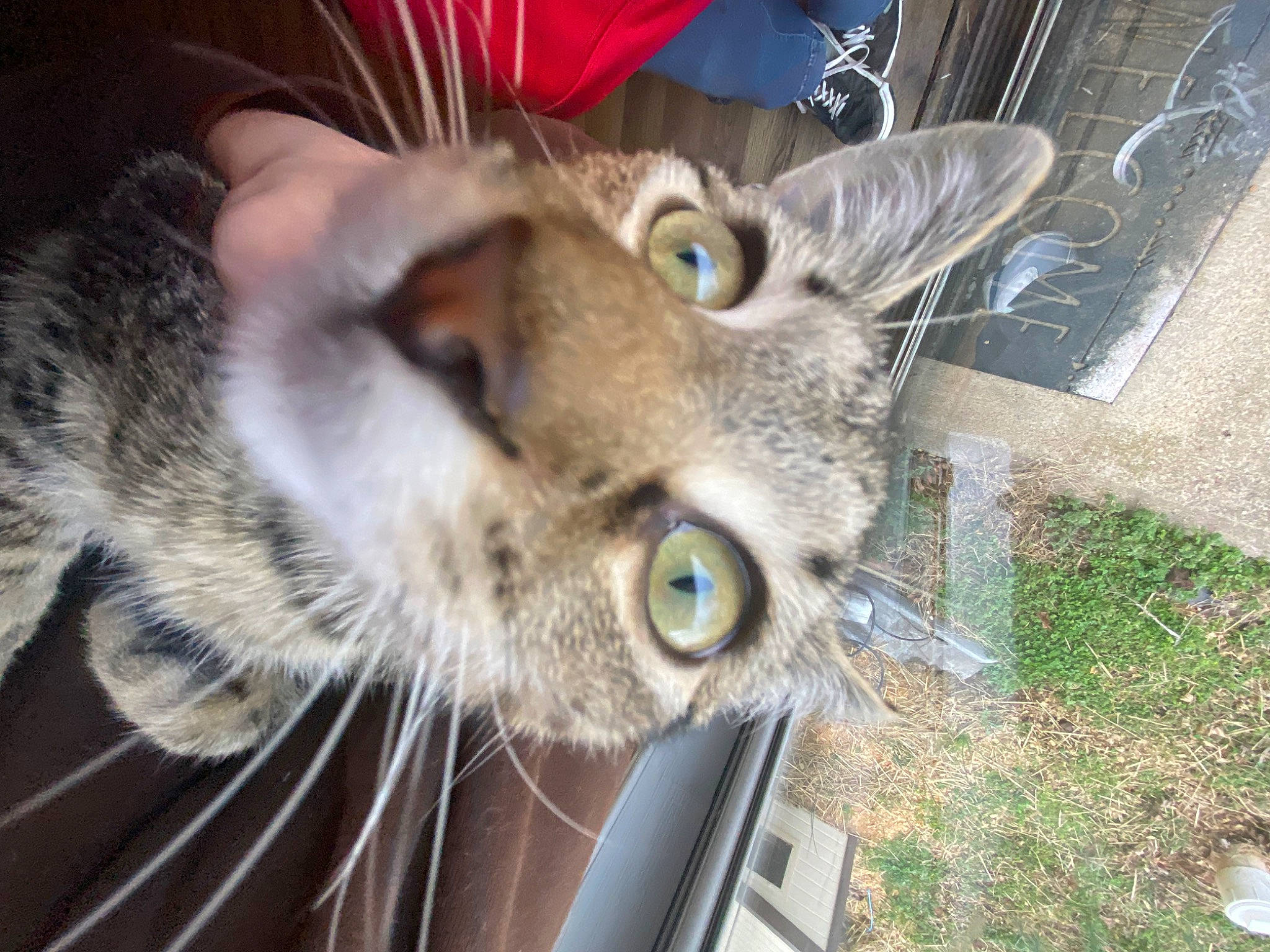 Mocha joined the competition — help win amazing prizes! carnivore, cat, claw, domestic_short_haired_cat, felidae, fur, paw, small_to_medium_sized_cats, snout, tail, whiskers, wildlife