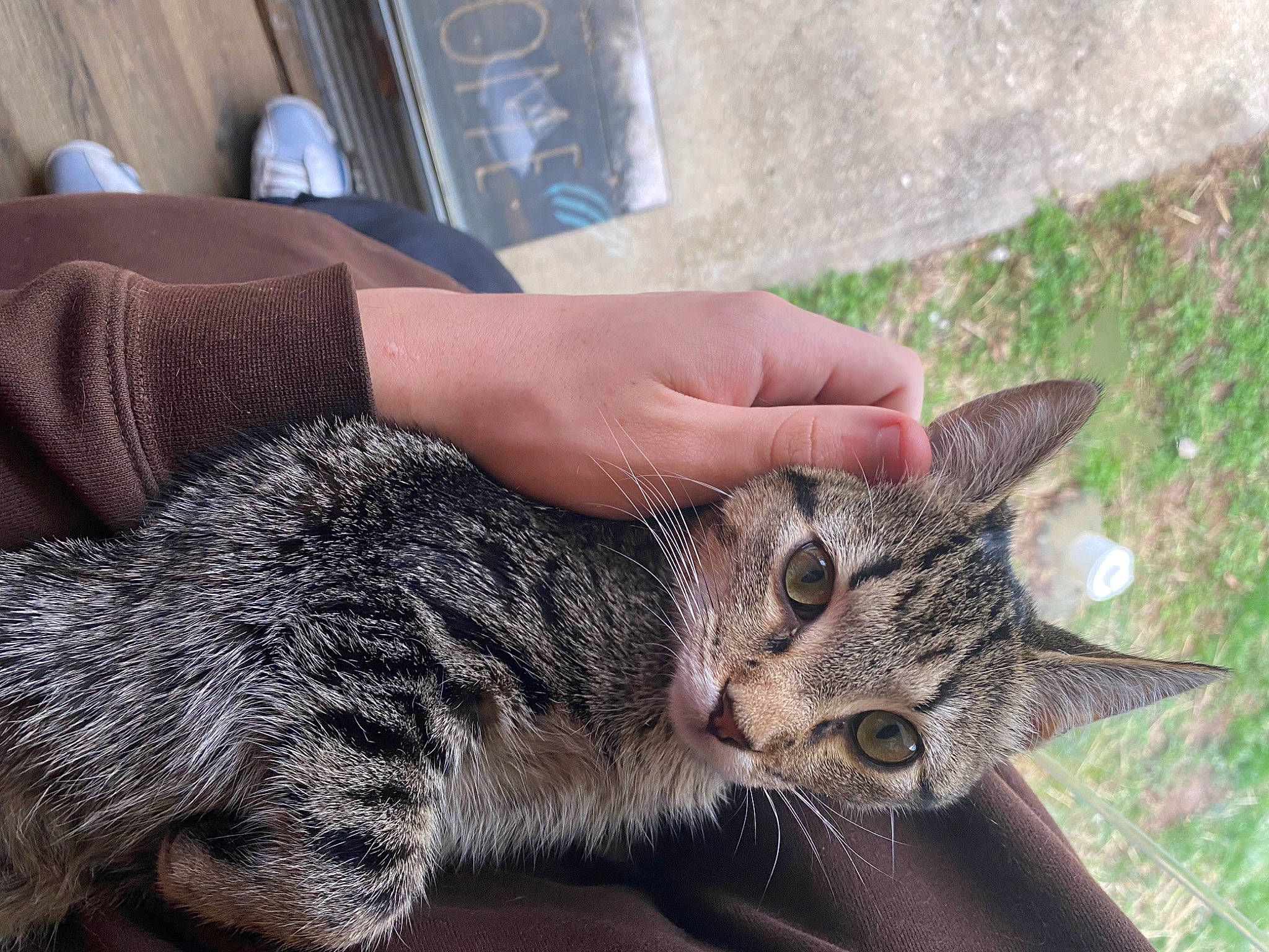 Mocha joined the competition — help win amazing prizes! carnivore, cat, claw, domestic_short_haired_cat, felidae, fur, grass, paw, plant, sitting, small_to_medium_sized_cats, snout, tail, terrestrial_animal, tree, whiskers