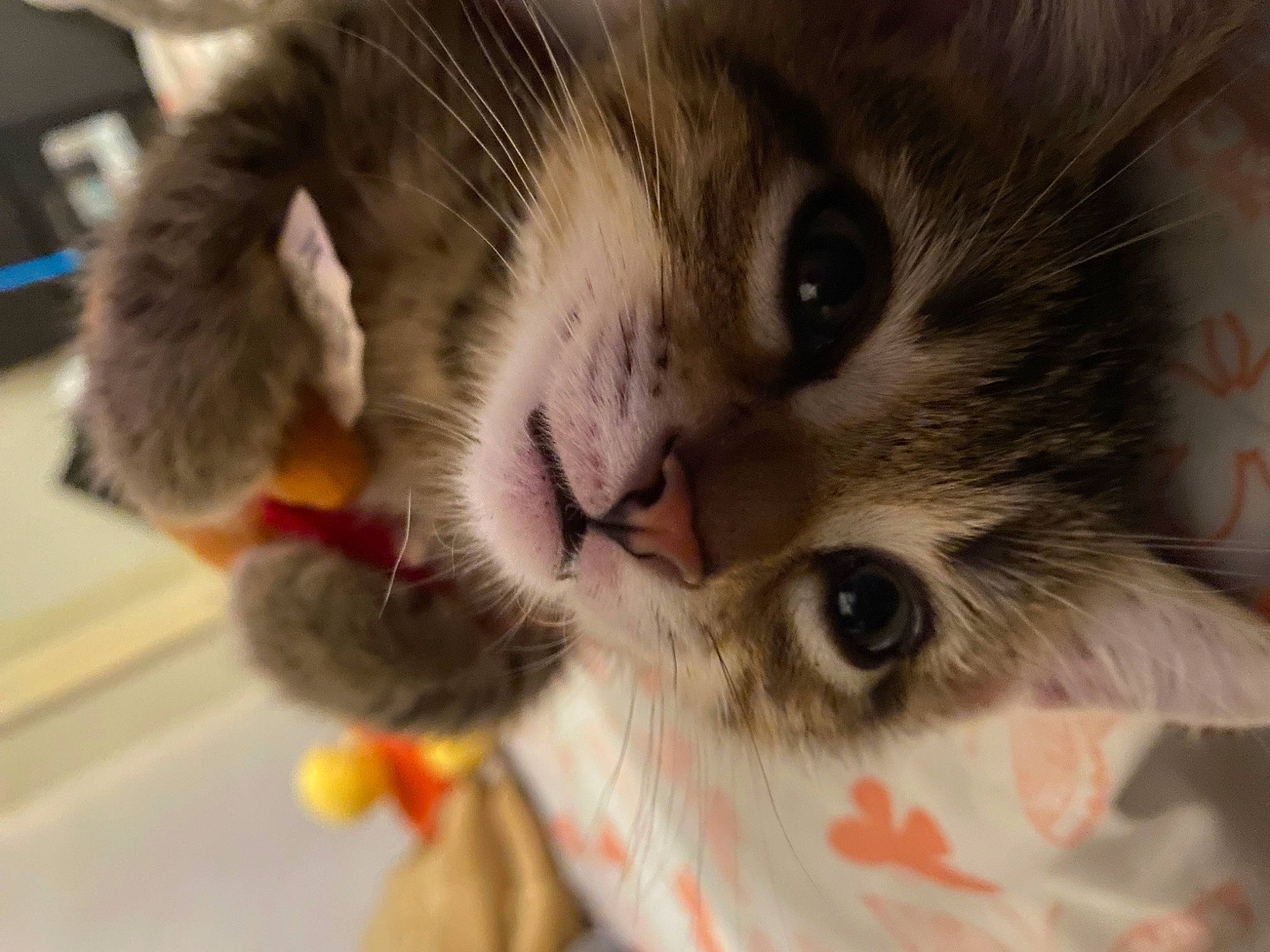 Scout is registered to the contest to win money with this photo: bed, carnivore, cat, claw, domestic_short_haired_cat, felidae, fur, paw, small_to_medium_sized_cats, snout, whiskers